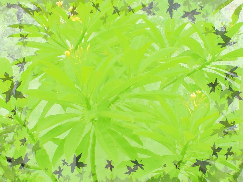 Green Leaves and Flowers — Serene, Photograph