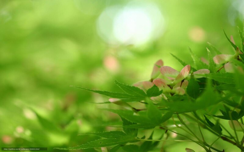 Green leaves and maple seeds