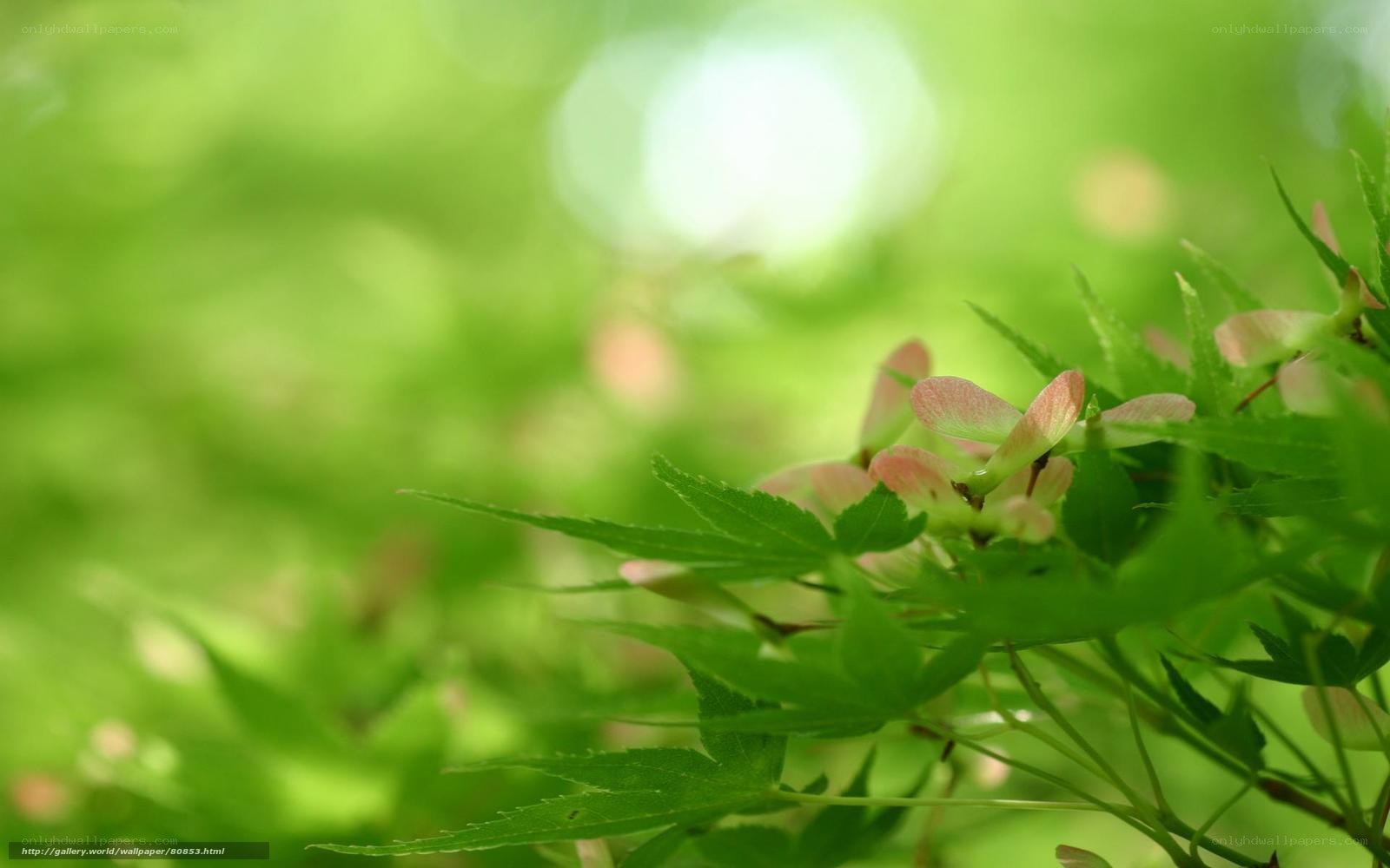Green leaves and maple seeds