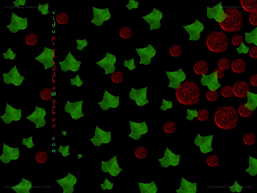 green leaves and red roses