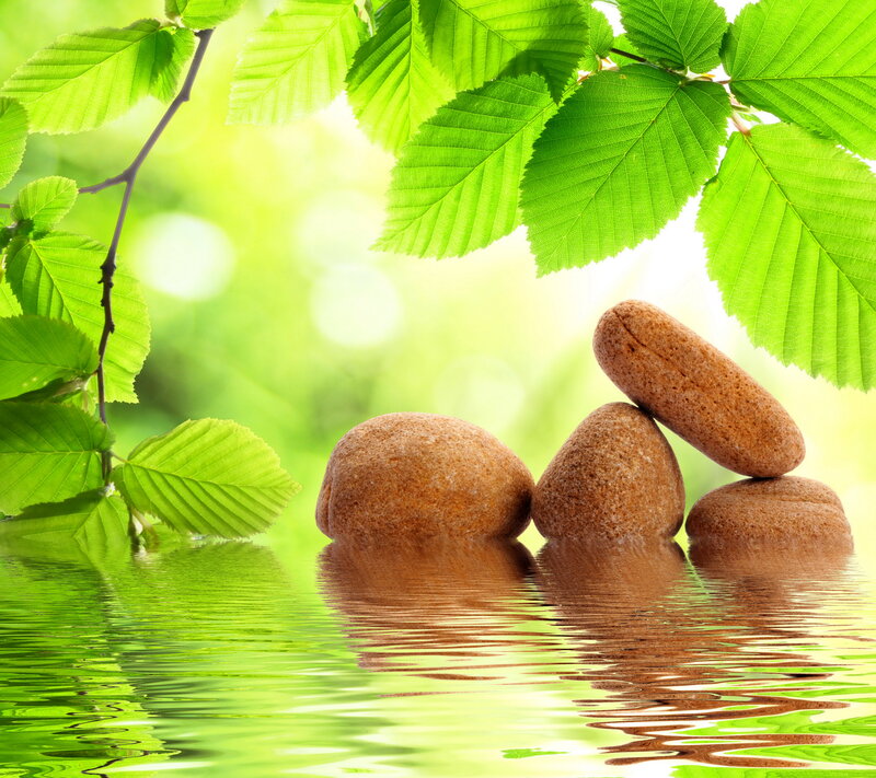 Green Leaves and Rocks