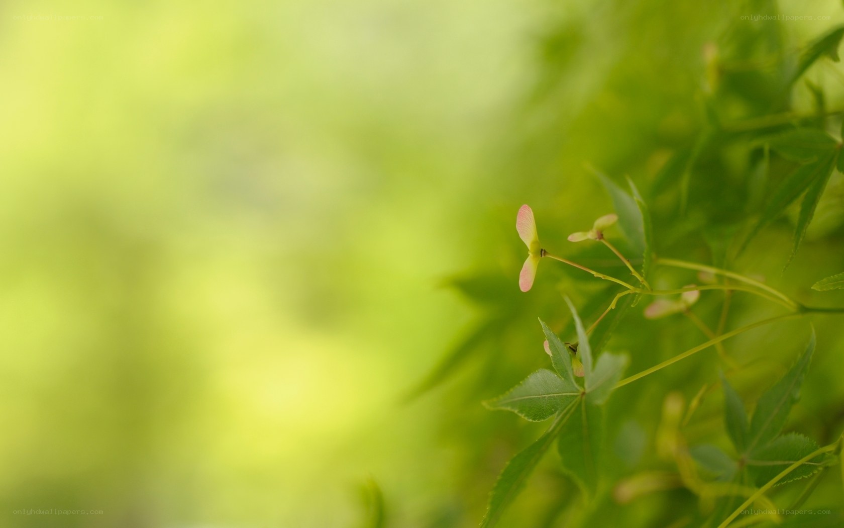 green leaves and seeds