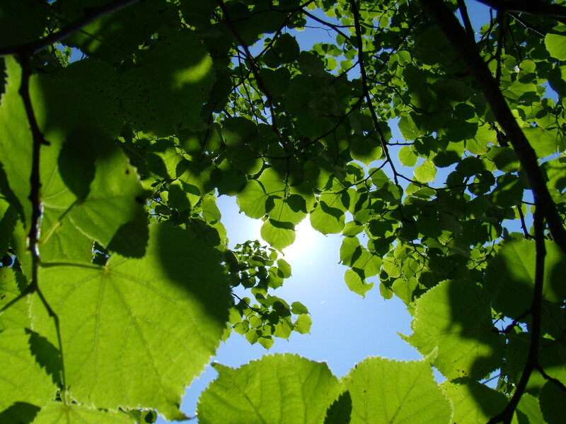 Green Leaves and Sun