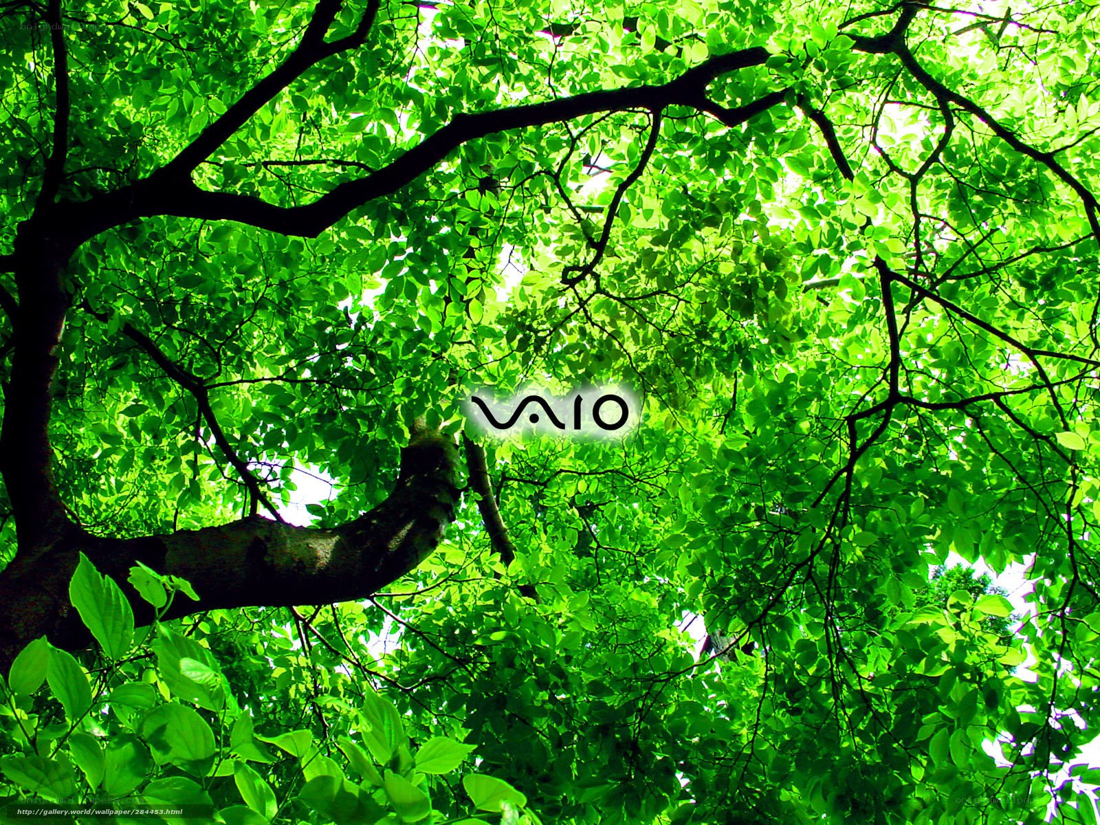 Green leaves and tree branches