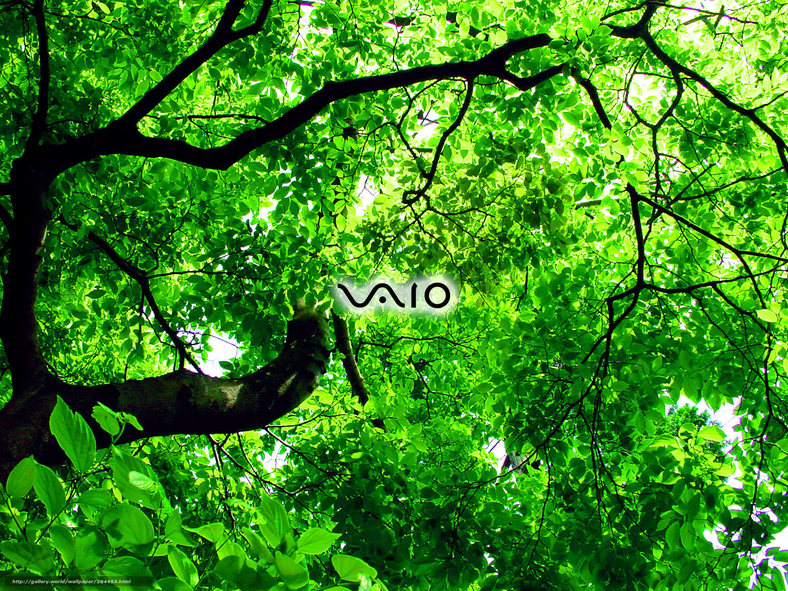 Green leaves and tree branches