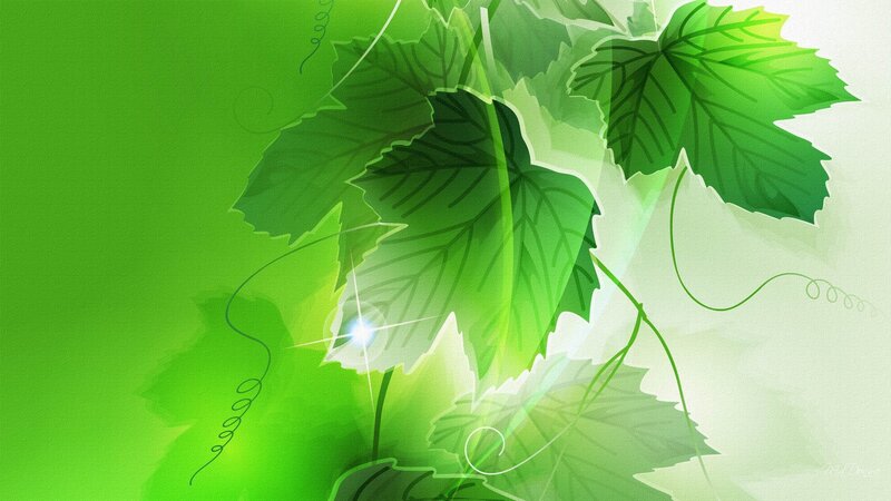 Green Leaves and Vines