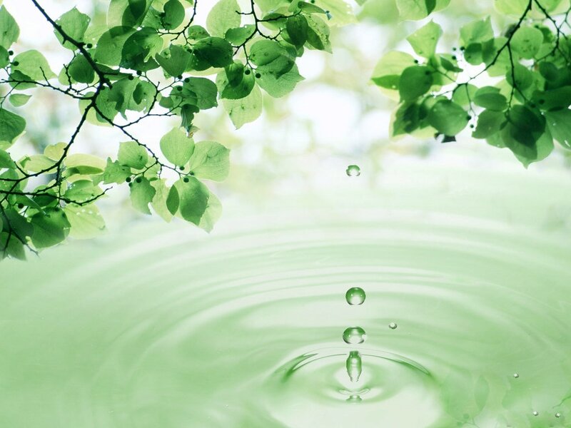Green Leaves and Water