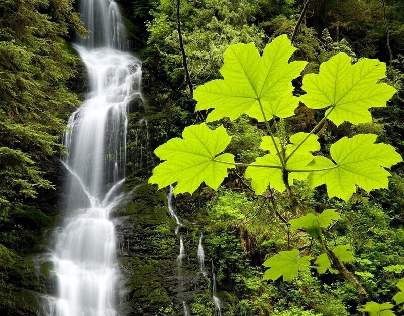 Green Leaves and Waterfall — Photograph