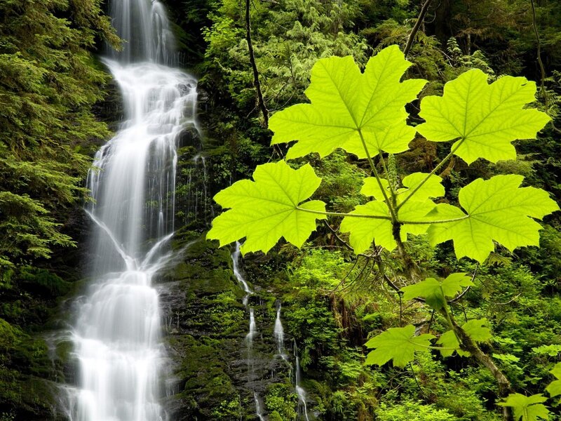 Green Leaves and Waterfall — Serene