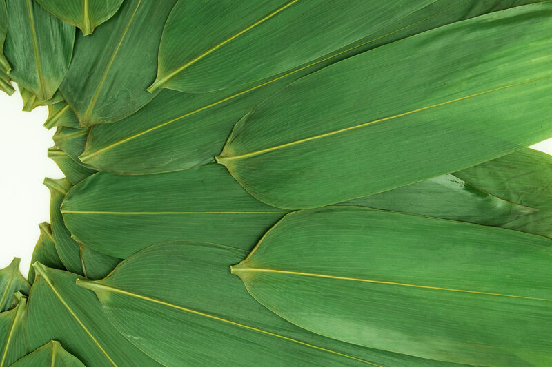 Green Leaves Arranged