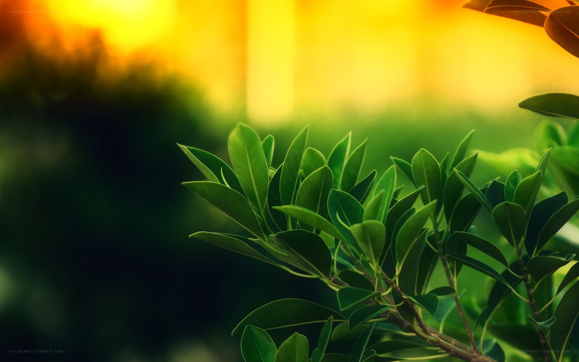green leaves at sunset