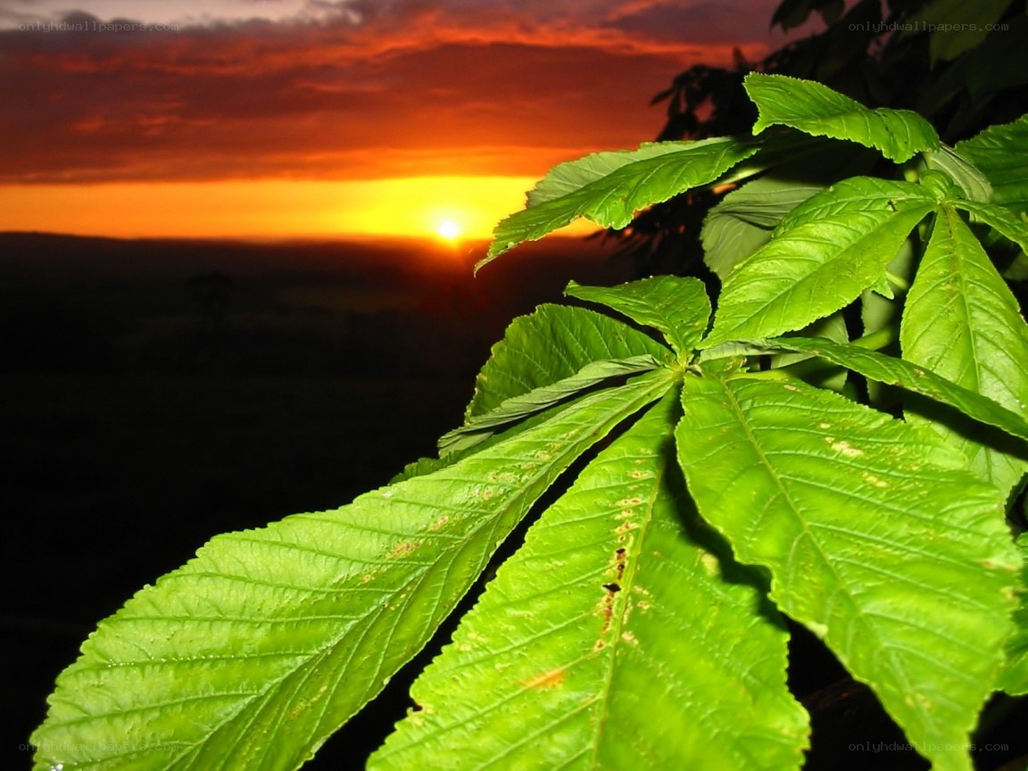 green leaves at sunset