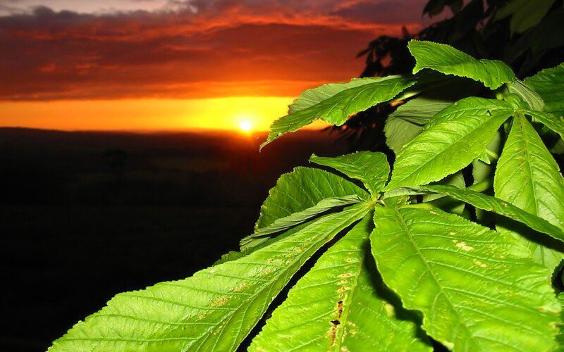Green Leaves at Sunset — Dramatic, Photograph, Sky