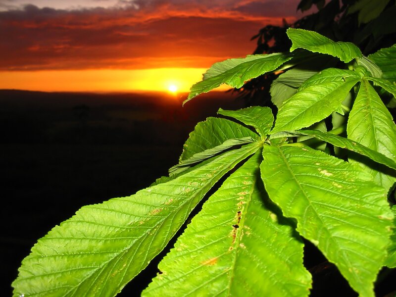 Green Leaves at Sunset — Dramatic, Photograph