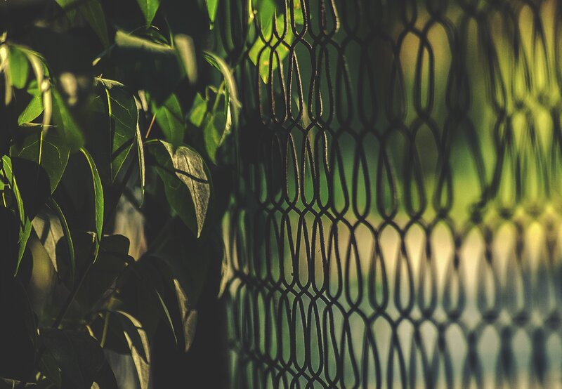 Green Leaves Behind Fence