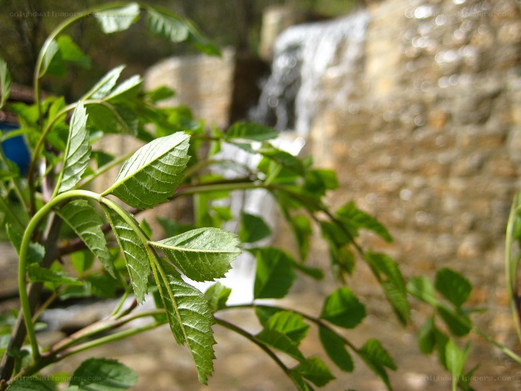 green leaves by a waterfall