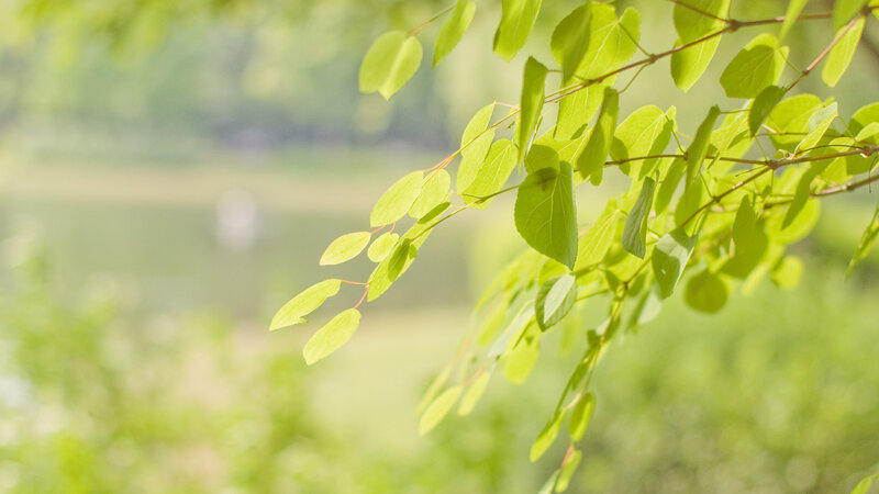 green leaves by the lake