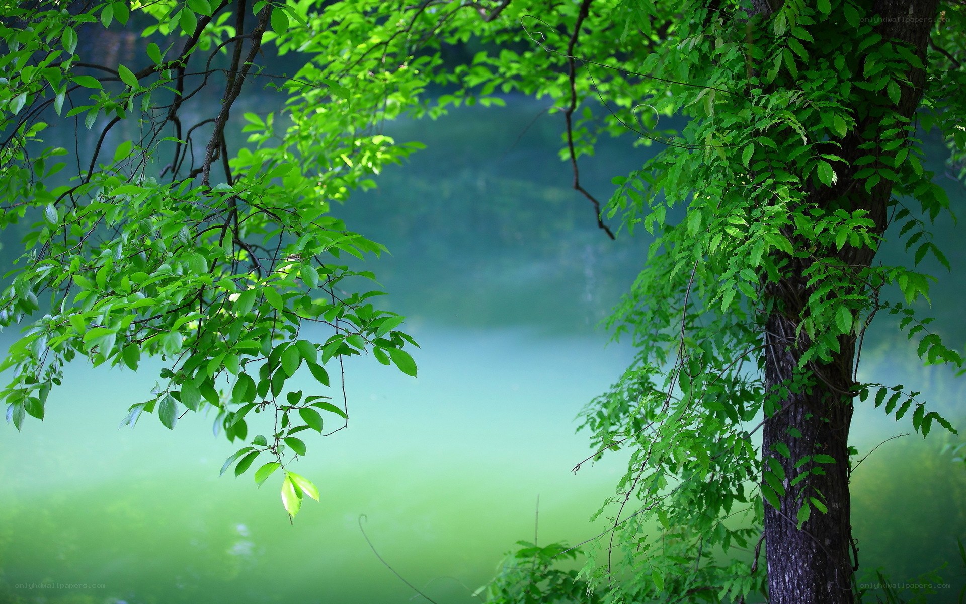 Green leaves by the lake
