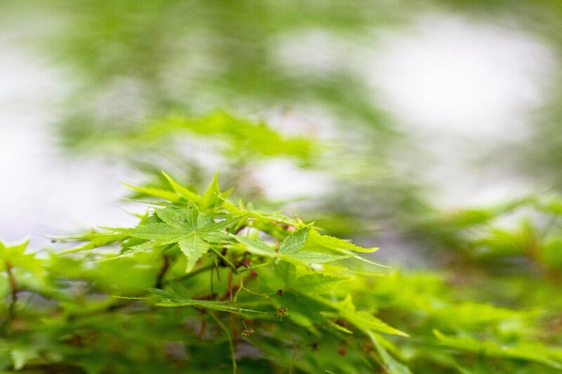 green leaves by water