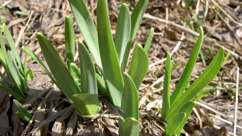 green leaves emerging from ground