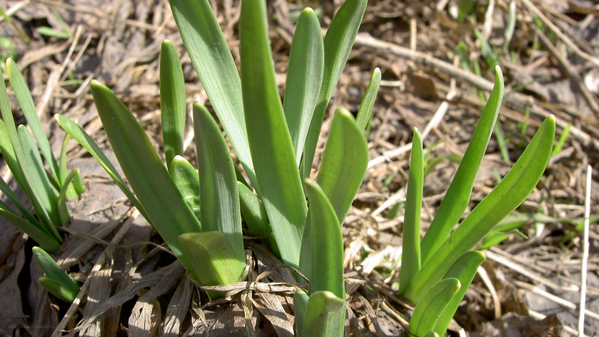 green leaves emerging from ground