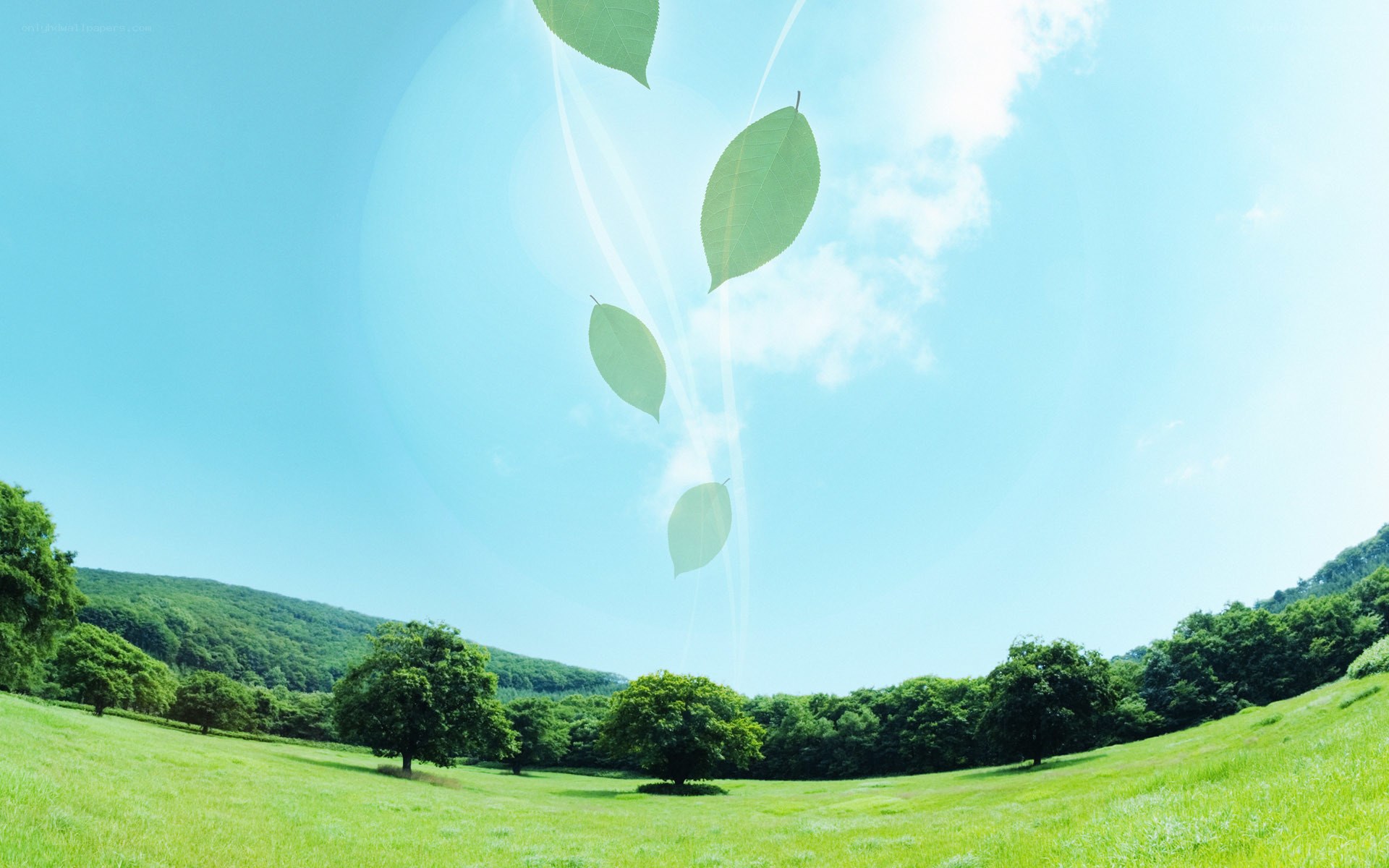 Green leaves falling in a field