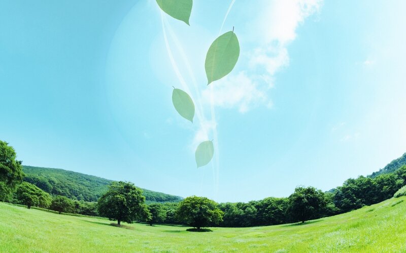 Green leaves falling in a sunny field