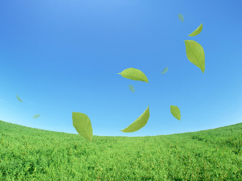 green leaves floating in blue sky