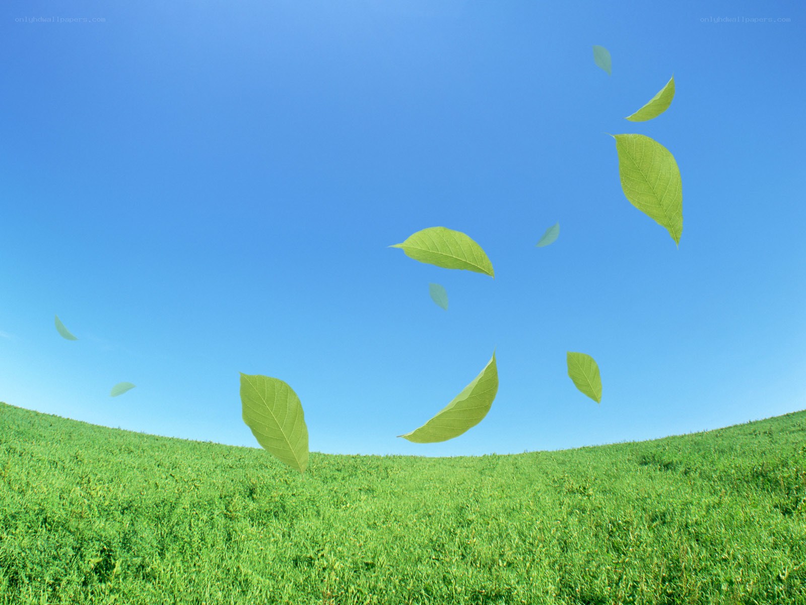 green leaves floating in blue sky