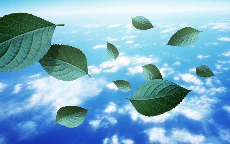 Green Leaves Floating