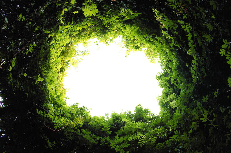 Green Leaves Forming Circle