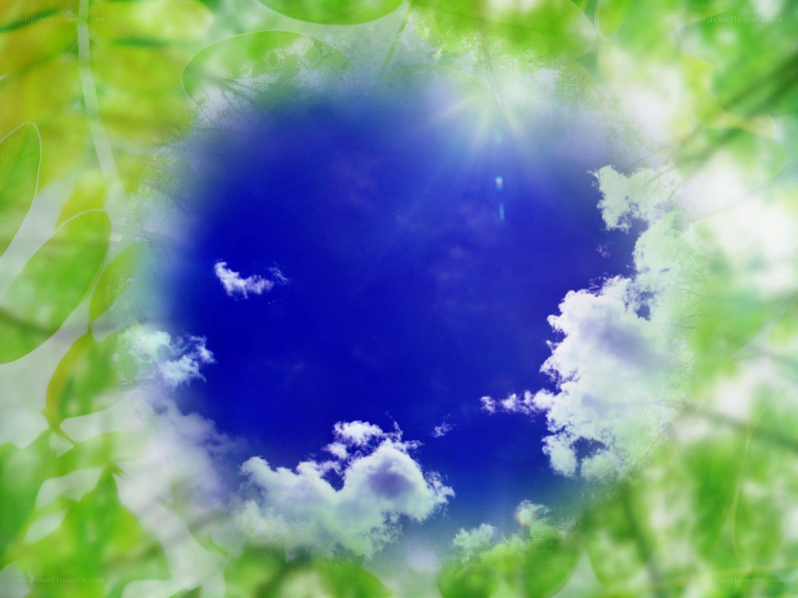 green leaves framing blue sky