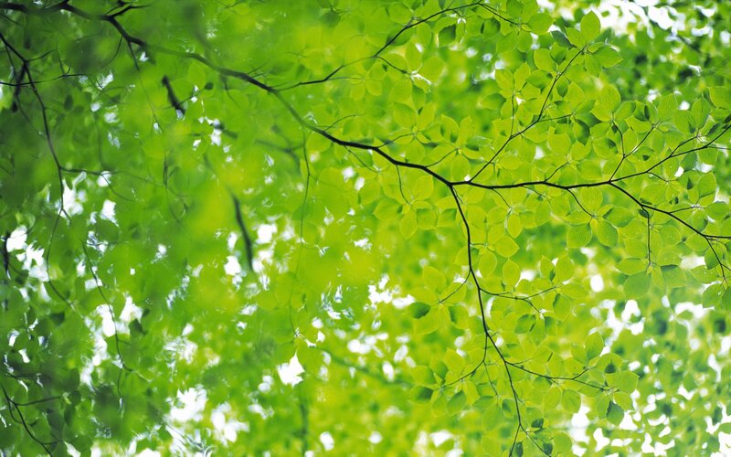 green leaves from below