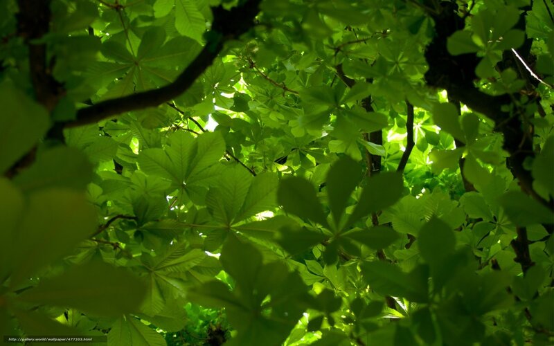 Green Leaves from Below — Serene