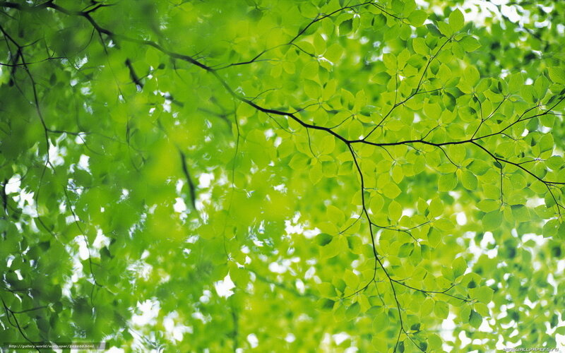 green leaves from below