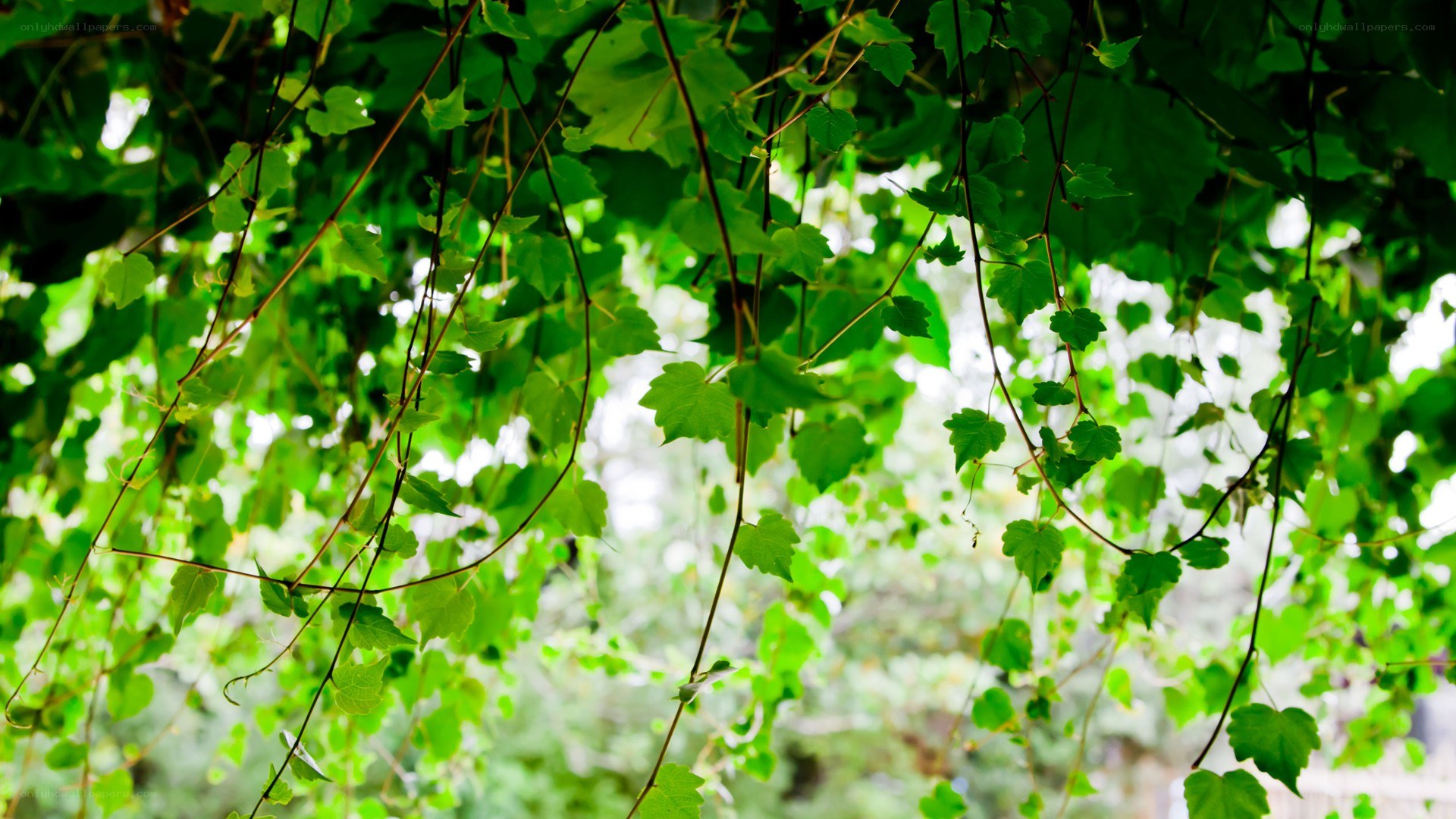 green leaves hanging from vines