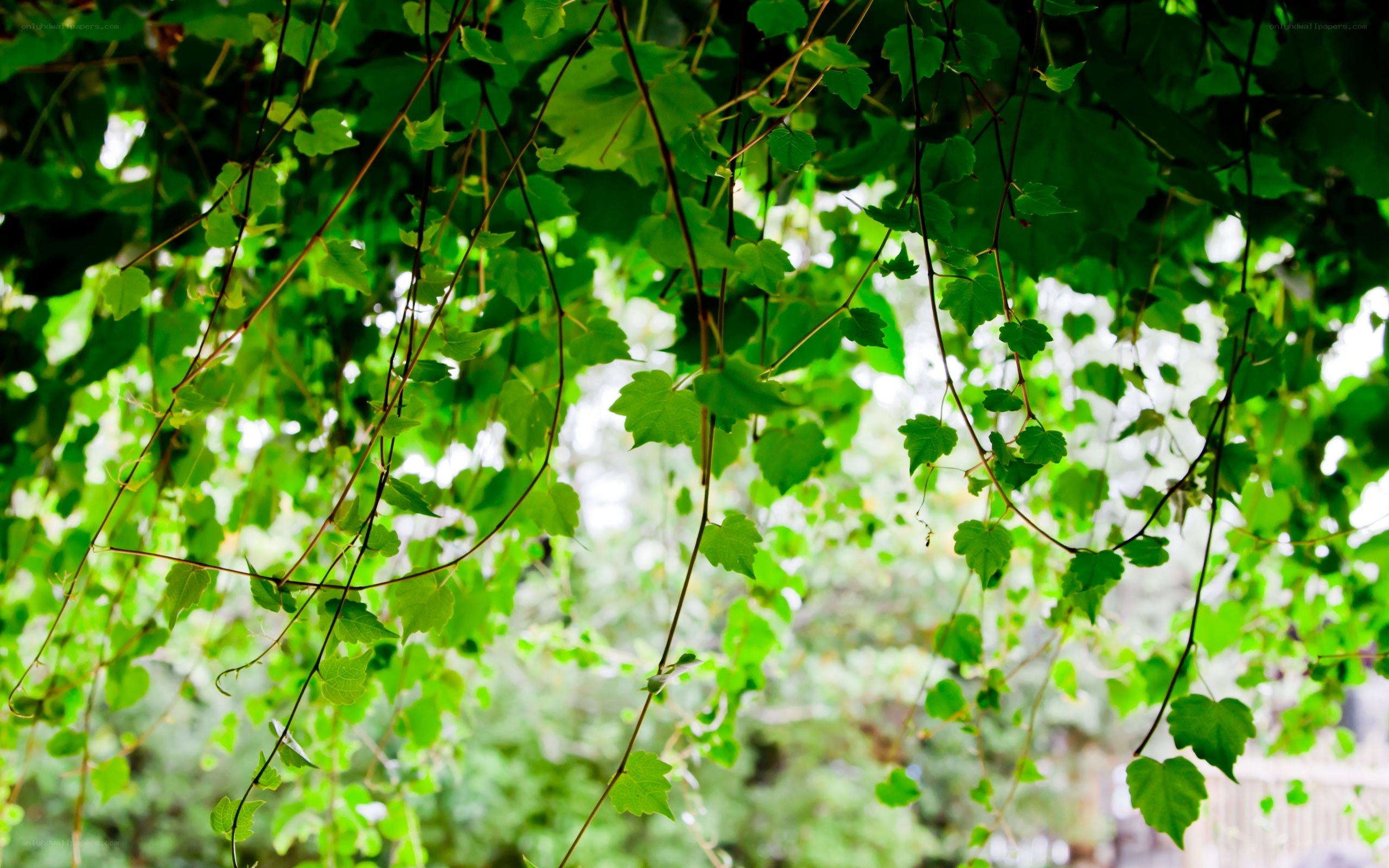 green leaves hanging from vines