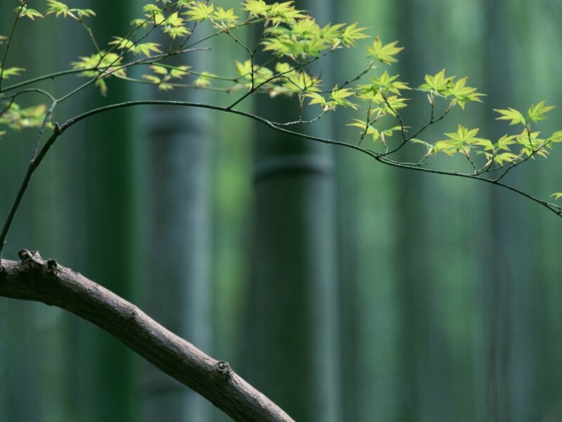 Green leaves in a bamboo forest