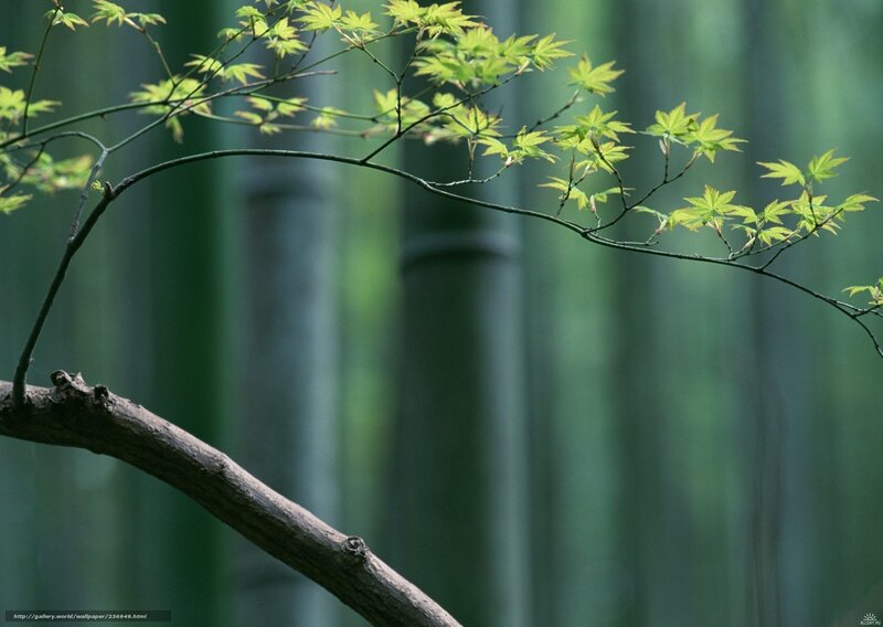 Green leaves in a bamboo forest