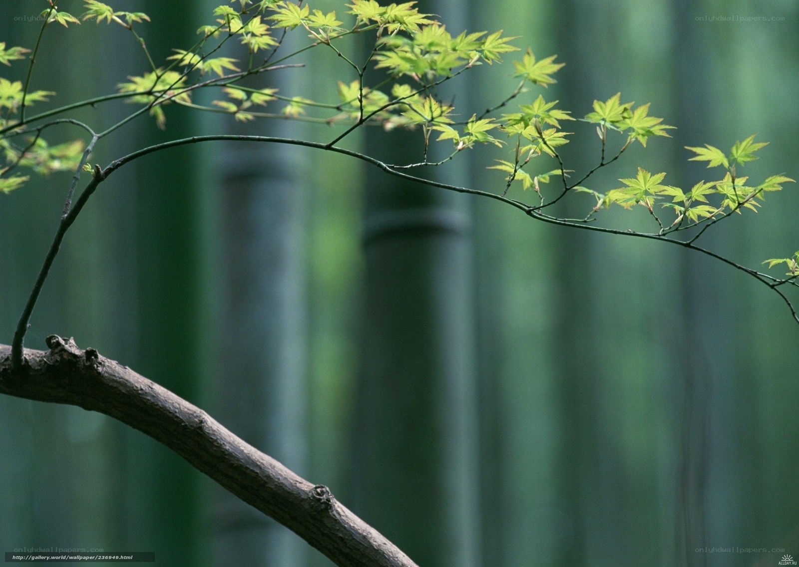 Green leaves in a bamboo forest