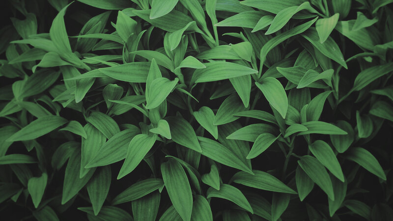 Green Leaves in a Cluster — Natural