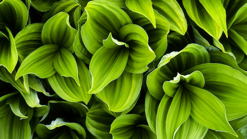 Green leaves in a cluster