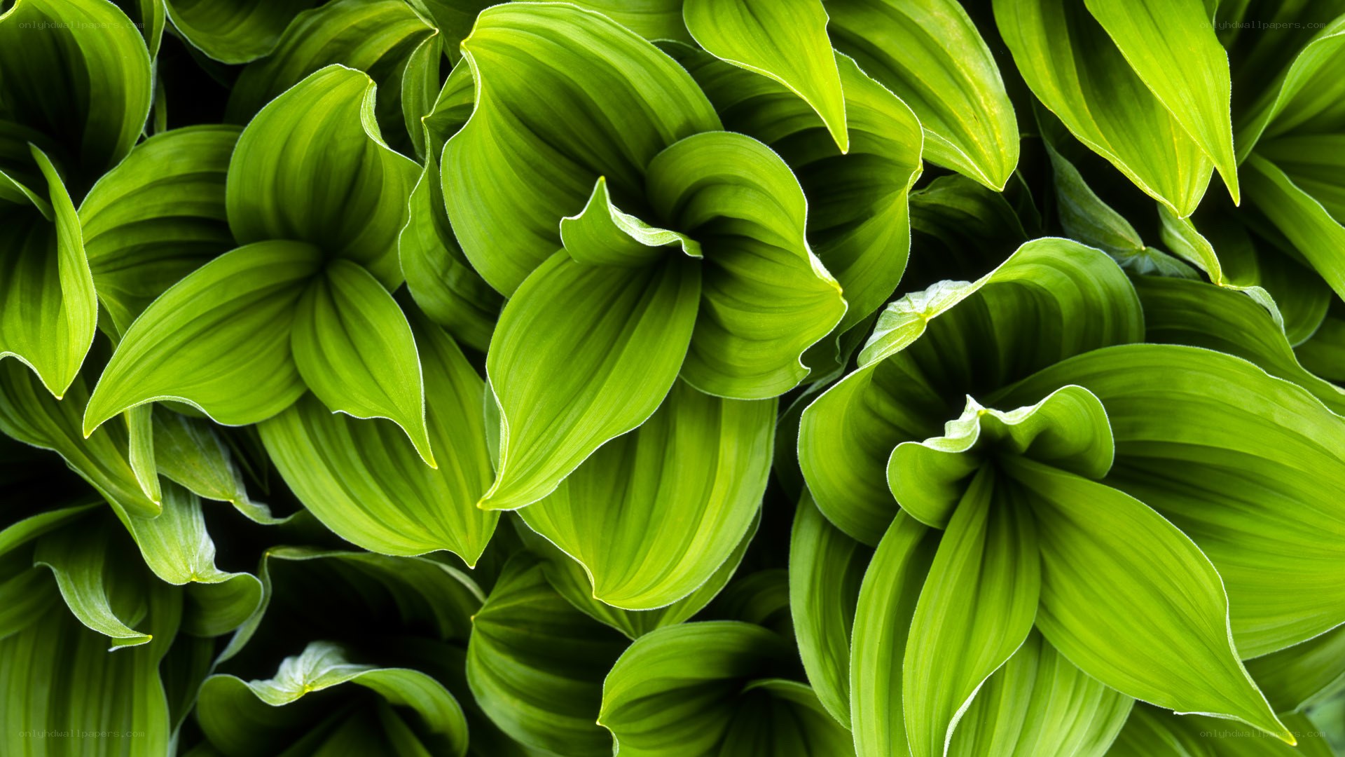 Green leaves in a cluster