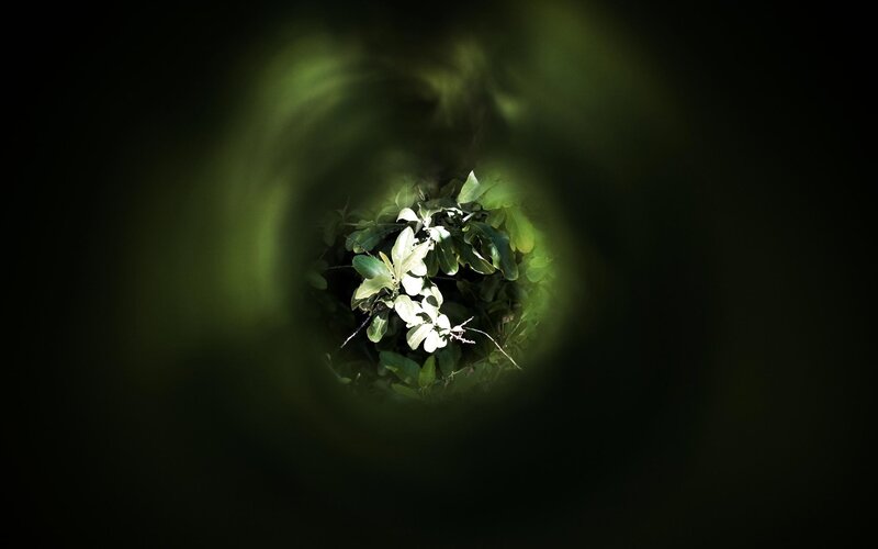 green leaves in a dark tunnel