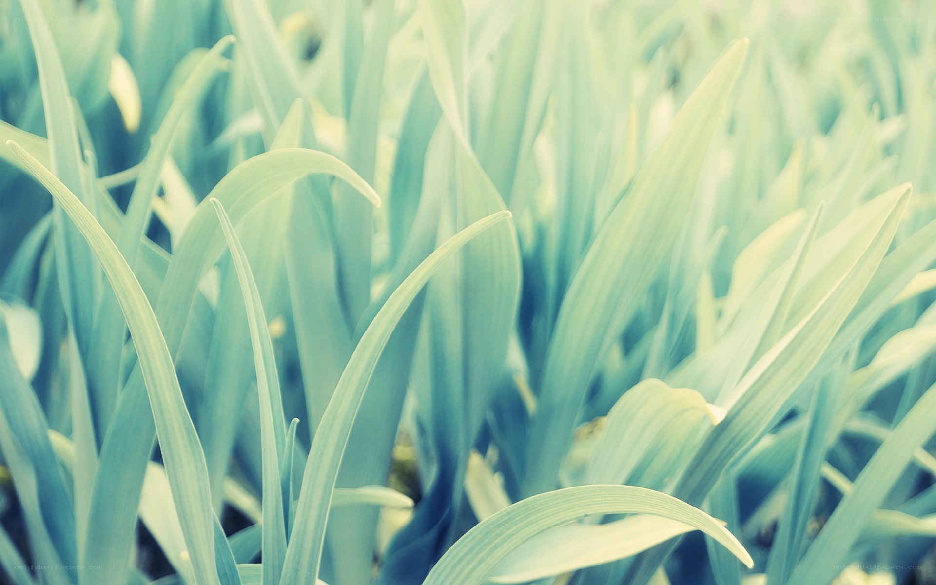 green leaves in a field