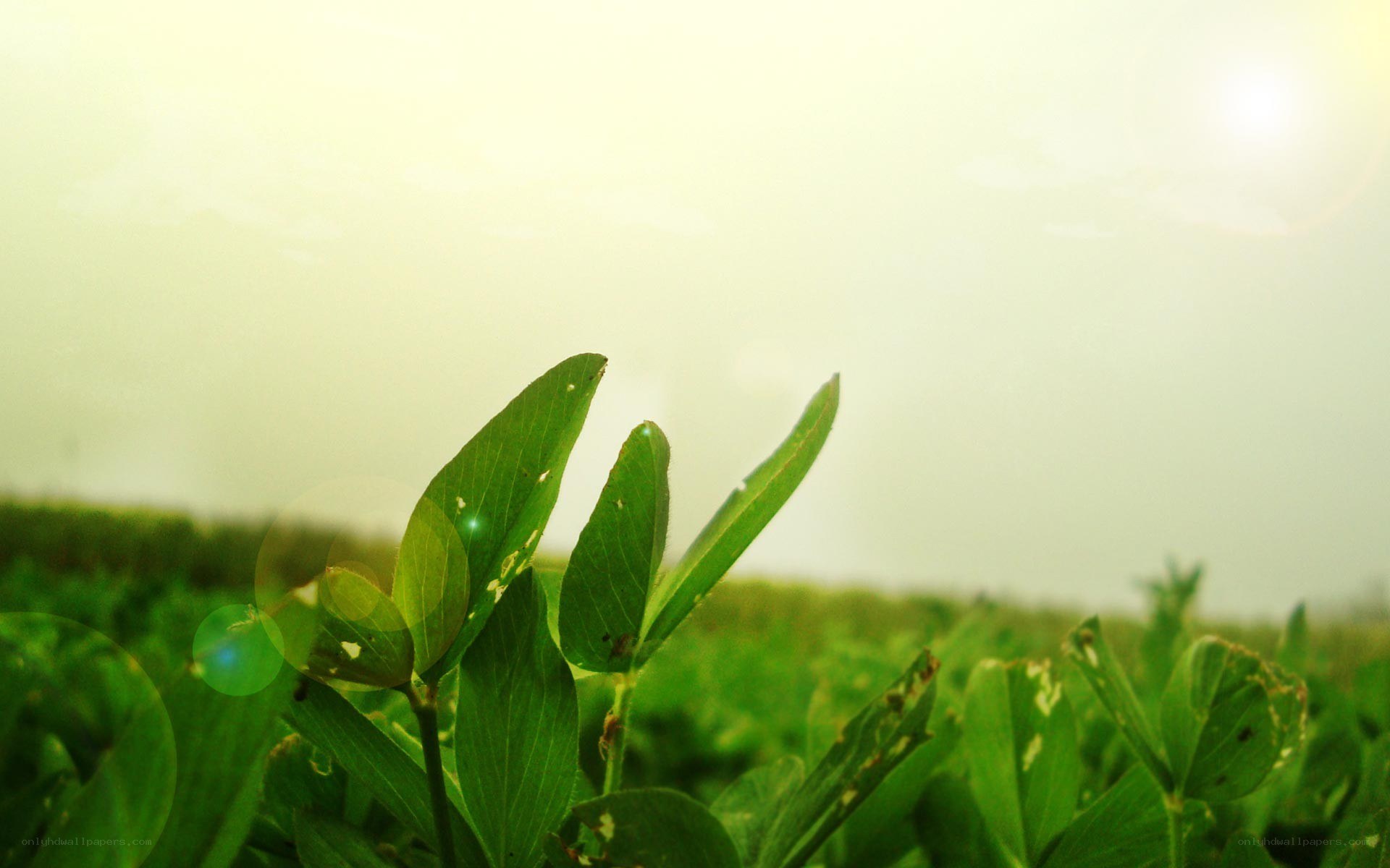 green leaves in a field