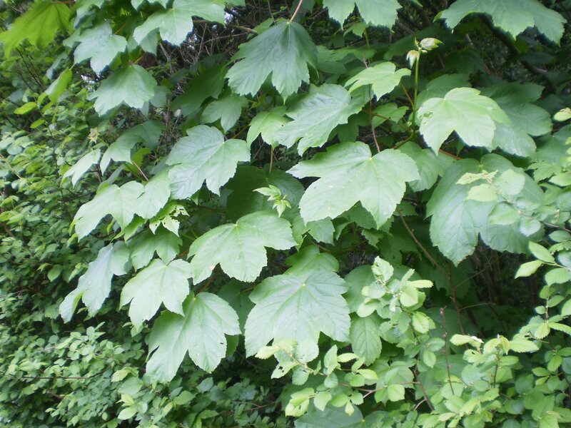 green leaves in a forest
