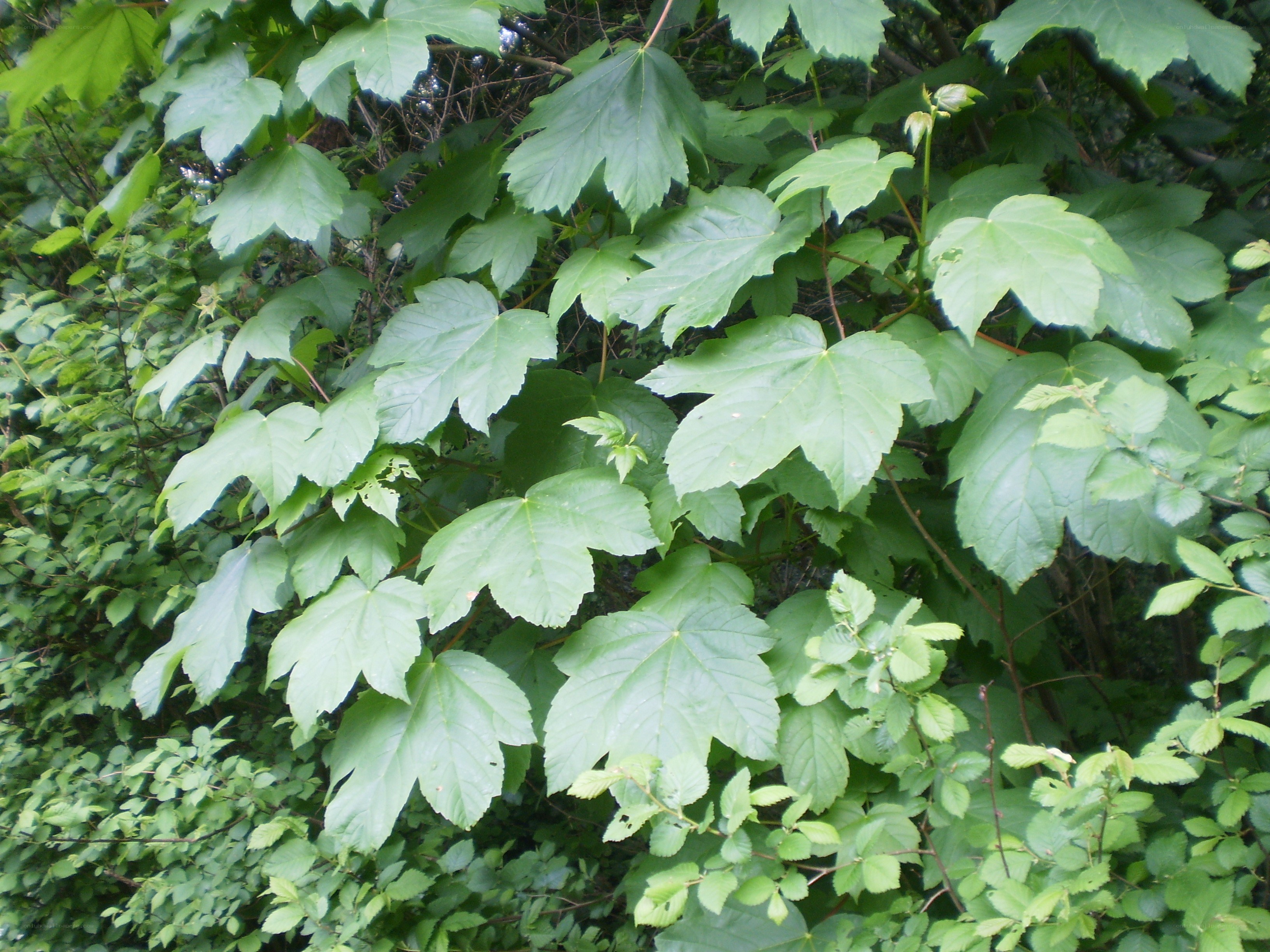 green leaves in a forest