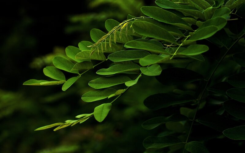 green leaves in a forest