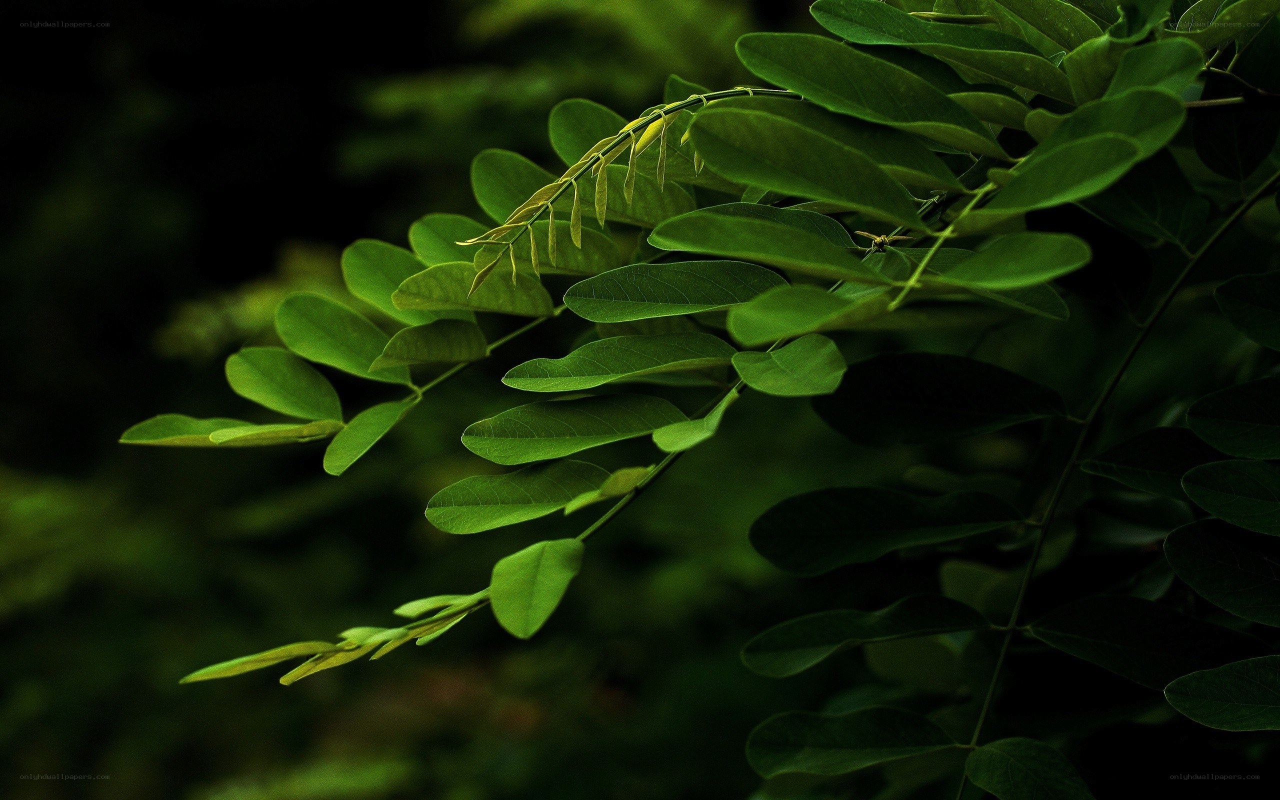 green leaves in a forest
